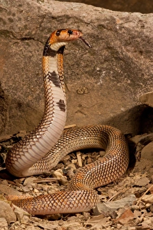 Cape Coral Snake Aspidelaps lubricus cowlesi Native to Southern Angola Habitat - Dry Sandy Soil Cape Coral Snake Aspidelaps lubricus cowlesi Native to Southern Angola Habitat - Dry Sandy Soil