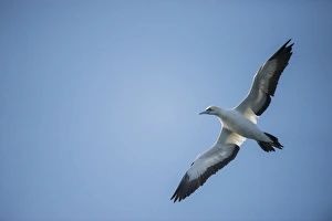 Cape gannet (Morus capensis), Sardine run, Eastern Cape SOUTH AFRICA Cape gannet (Morus capensis), Sardine run, Eastern Cape SOUTH AFRICA
