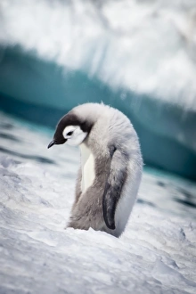 Cape Washington; Antarctia; Emperor penguin chick walks with its head down Cape Washington; Antarctia; Emperor penguin chick walks with its head down