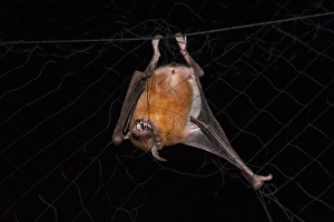 Captive Lesser Bulldog or Fishing Bat (Noctilio albiventris) Captive Lesser Bulldog or Fishing Bat (Noctilio albiventris)