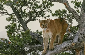 Captive Mountain Lion is perched on Evergreen tree, Montana Captive Mountain Lion is perched on Evergreen tree, Montana