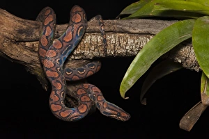 Captive Rainbow Boa (Epicrates cenchria cenchria). Amazon rainforest, Ecuador Captive Rainbow Boa (Epicrates cenchria cenchria). Amazon rainforest, Ecuador
