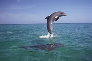 Caribbean, Bottlenose dolphins (Tursiops truncatus) Caribbean, Bottlenose dolphins (Tursiops truncatus)