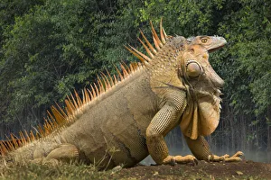 Caribbean, Costa Rica. Profile of green iguana Caribbean, Costa Rica. Profile of green iguana