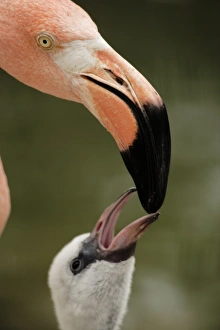 Caribbean Flamingo feeding chick with crop milk (Phoenicopterus ruber ruber) Flamingo Lagoon Caribbean Flamingo feeding chick with crop milk (Phoenicopterus ruber ruber) Flamingo Lagoon