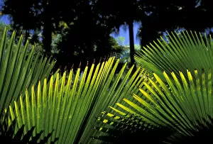 Images Dated 13th January 2004: Caribbean, French West Indies, Martinique Jardin de Balata; tropical fronds and leaves