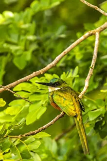 Caribbean, Tobago. Rufous-tailed jacamar bird on limb. Credit as