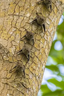 Caribbean Collection: Caribbean, Trinidad, Caroni Swamp. Bats lined up on tree