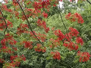 Images Dated 17th June 2003: Caribbean, US Virgin Islands, St. Croix, tree in red blooms