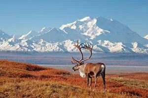 Herbivore Gallery: caribou, Rangifer tarandus, bull in fall colors with Mount McKinley in the background