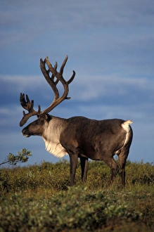 caribou in velvet, Rangifer tarandus, bull in Denali National Park, interior Alaska caribou in velvet, Rangifer tarandus, bull in Denali National Park, interior Alaska