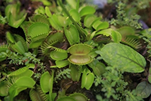 Carnivorous plants such as these Venus Fly Traps can be found at the Cairns Botanic Carnivorous plants such as these Venus Fly Traps can be found at the Cairns Botanic