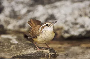 Carolina Wren, Thryothorus ludovicianus, adult bathing, Uvalde County, Hill Country