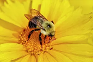 Carpenter Bee collecting nectar, Kentucky