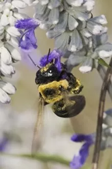 Images Dated 17th April 2005: Carpenter Bee, Xylocopa virginica, feeding on Mealy sage (Salvia farinacea), Uvalde County