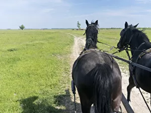Carriage ride in the Puszta, Hortobagy National Park. Europe, Eastern Europe, Hungary
