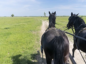 Carriage ride in the Puszta, Hortobagy National Park. Europe, Eastern Europe, Hungary Carriage ride in the Puszta, Hortobagy National Park. Europe, Eastern Europe, Hungary