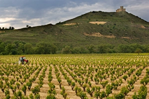 Castle towers over tractor working vineyards along the San Vicente to Banos de Ebro Castle towers over tractor working vineyards along the San Vicente to Banos de Ebro