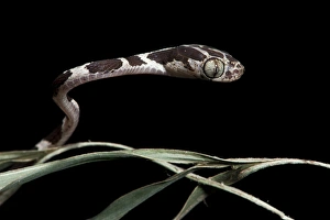 Cat-eyed Snake or Blunthead Tree Snake (Imantodes cenchoa) Juvenile, Yasuni National Park Cat-eyed Snake or Blunthead Tree Snake (Imantodes cenchoa) Juvenile, Yasuni National Park