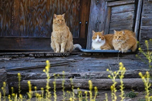 Cat (Felis catus) sitting on porch of old house Cat (Felis catus) sitting on porch of old house