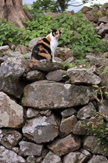 A cat makes itself at home in the grounds of Nakijin Castle, a 14th Century castle in Okinawa A cat makes itself at home in the grounds of Nakijin Castle, a 14th Century castle in Okinawa