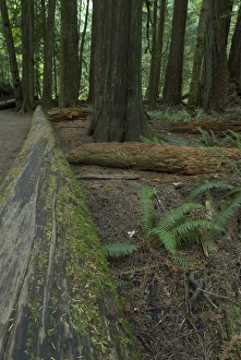 Images Dated 10th September 2006: Cathedral Grove in MacMillan Provincial Park, British Columbia, Canada, September 10