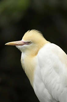 Ciconiiformes Gallery: Cattle Egret ( Ardea ibis ), North Queensland, Australia