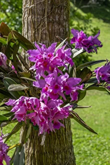Floral & Botanical Collection: Cattleya Orchid