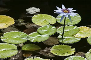 Images Dated 4th February 2006: CAYMAN ISLANDS - GRAND CAYMAN - Frank Sound: Queen Elizabeth 2 Botanic Park - Lilly Pond