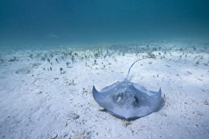 Cayman Islands, Grand Cayman Island, Underwater view of Southern Stingray (Dasyatis