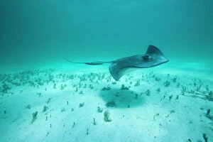 Aquatic Gallery: Cayman Islands, Grand Cayman Island, Underwater view of Southern Stingray (Dasyatis