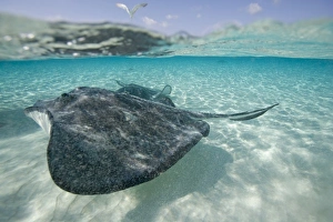 Cayman Islands, Grand Cayman Island, Underwater view of Southern Stingray (Dasyatis