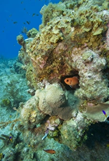 Cayman Islands, Grand Cayman Island, Underwater view of tropical fish swimming past