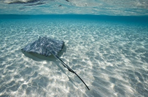 Cayman Islands, Grand Cayman Island, Underwater view of Southern Stingray (Dasyatis