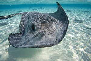 Cayman Islands, Grand Cayman Island, Underwater view of Southern Stingray (Dasyatis