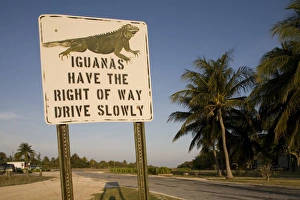 Cayman Islands, Little Cayman Island, Iguana Crossing Sign along country road