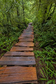 Cedar plank boardwalk through old growth cedar forest on Meares Island near Tofino Cedar plank boardwalk through old growth cedar forest on Meares Island near Tofino