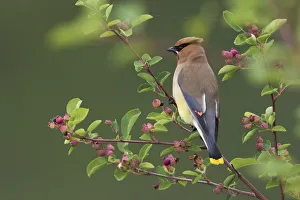 <b class=qtipBold><figcaption>Cedar Waxwing</figcaption></b><br><em>© Ken Archer / DanitaDelimont.com</em> Cedar Waxwing
