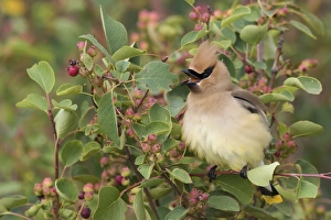 <b class=qtipBold><figcaption>Cedar Waxwing on Blueberry Bush</figcaption></b><br><em>© Ken Archer / DanitaDelimont.com</em> Cedar Waxwing on Blueberry Bush