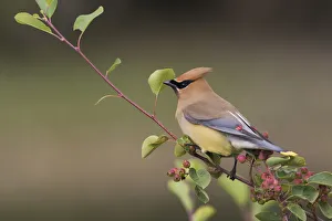 <b class=qtipBold><figcaption>Cedar Waxwing on a blueberry bush</figcaption></b><br><em>© Ken Archer / DanitaDelimont.com</em> Cedar Waxwing on a blueberry bush