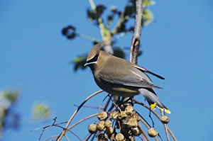 Cedar Waxwing, Bombycilla cedrorum, adult on Chinaberry Tree (Melia azedarach) Cedar Waxwing, Bombycilla cedrorum, adult on Chinaberry Tree (Melia azedarach)