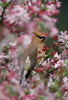Cedar Waxwing among crabapple blossoms, Bombycilla cedrorum Cedar Waxwing among crabapple blossoms, Bombycilla cedrorum