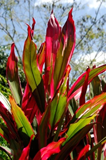 Central America, Belize, Monkey Bay, San Ignacio Resort Hotel. Plant life Central America, Belize, Monkey Bay, San Ignacio Resort Hotel. Plant life