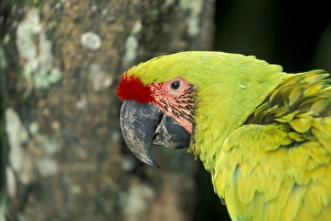 Central America, Costa Rica, Ara Ambigua. Great Green Macaw Central America, Costa Rica, Ara Ambigua. Great Green Macaw