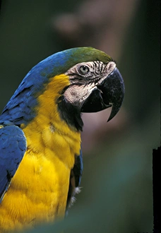 Central America, Costa Rica, Ara ararauna. Endangered Blue & Gold Macaw Central America, Costa Rica, Ara ararauna. Endangered Blue & Gold Macaw
