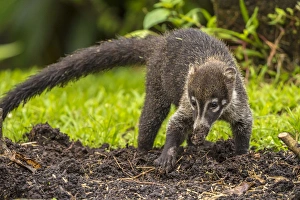 Central America, Costa Rica, Arenal. Coatimundi close-up Central America, Costa Rica, Arenal. Coatimundi close-up