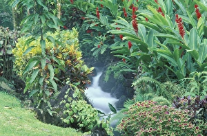 Central America, Costa Rica, Arenal Hot Springs. Tabacon Resort, Hot Spring Gardens Central America, Costa Rica, Arenal Hot Springs. Tabacon Resort, Hot Spring Gardens