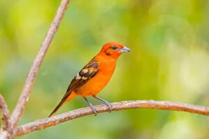 Cardinals And Grosbeaks Gallery: Flame Colored Tanager