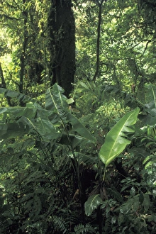 Central America, Costa Rica, Monte Verde. Cloud Forest Growth Central America, Costa Rica, Monte Verde. Cloud Forest Growth
