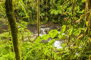 Central America, Costa Rica. Monteve Verde, La Paz River, rain forest Credit as Central America, Costa Rica. Monteve Verde, La Paz River, rain forest Credit as